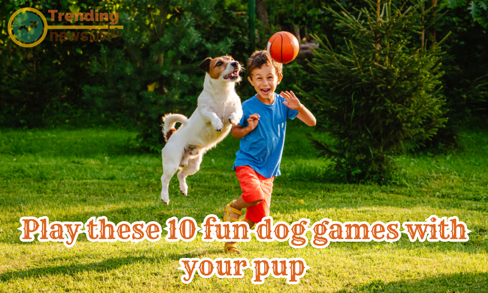 Play these 10 fun dog games with your pup