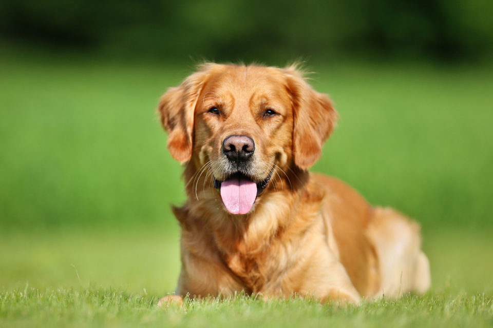 Does too much protein in a dog's diet cause health problems?