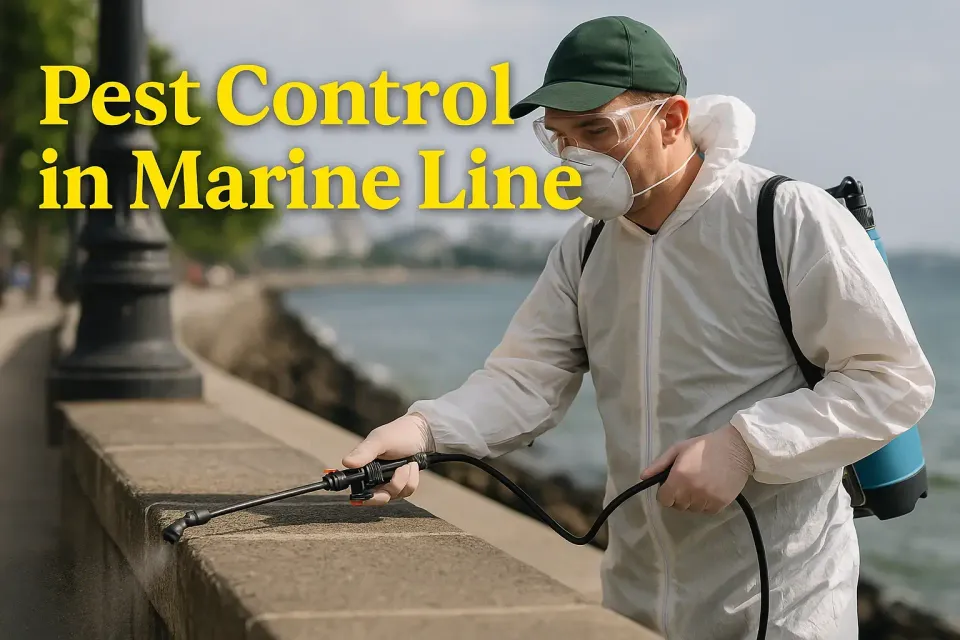 Pest Control in Marine Lines: Your Ultimate Guide to a Pest-Free Environment 🐜